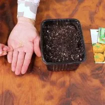 Разложите семена и присыпьте их сверху грунтом