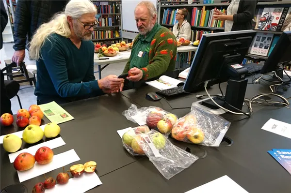 Чтобы узнать сорт яблок датчанин показывает фотографии яблони