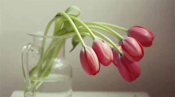 Как вырастить тюльпаны дома в воде. Как вырастить тюльпаны в вазе. 2