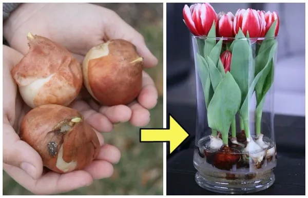 Выращиваем тюльпаны прямо в стеклянной вазе.