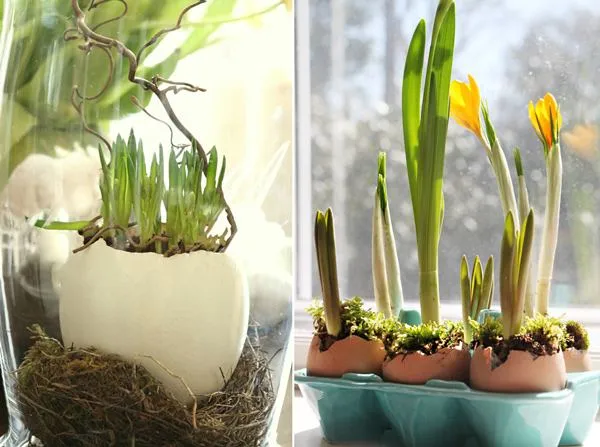 Как вырастить тюльпаны дома в воде. Как вырастить тюльпаны в вазе. 9