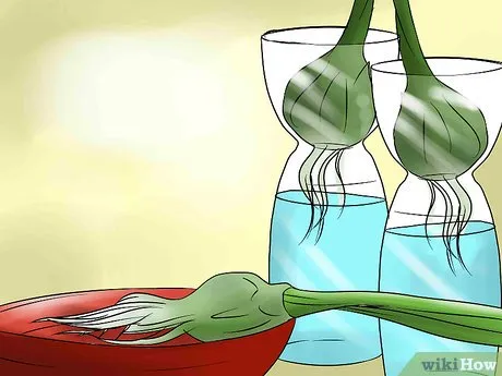 Как вырастить тюльпаны дома в воде. Как вырастить тюльпаны в вазе. 15