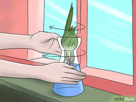 Как вырастить тюльпаны дома в воде. Как вырастить тюльпаны в вазе. 13