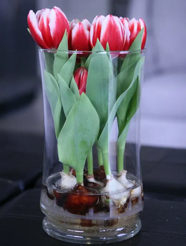 Как вырастить тюльпаны дома в воде. Как вырастить тюльпаны в вазе. 6