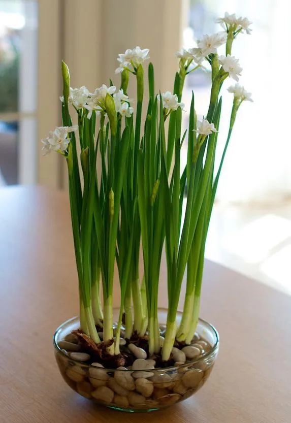Как вырастить тюльпаны дома в воде. Как вырастить тюльпаны в вазе. 8