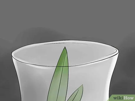 Как вырастить тюльпаны дома в воде. Как вырастить тюльпаны в вазе. 11