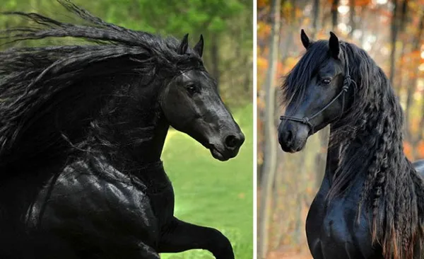 Как назвать лошадь: красивые клички для мальчика и девочки. Как можно назвать лошадь. 2