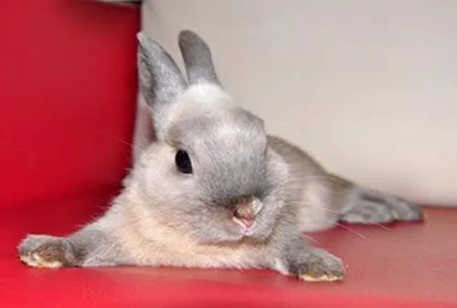 Декоративный карликовый кролик Нидерландской