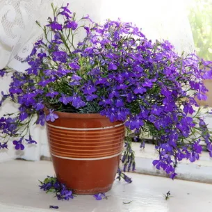 Лобелия (lobelia) – садовый цветок: описание и секреты выращивания