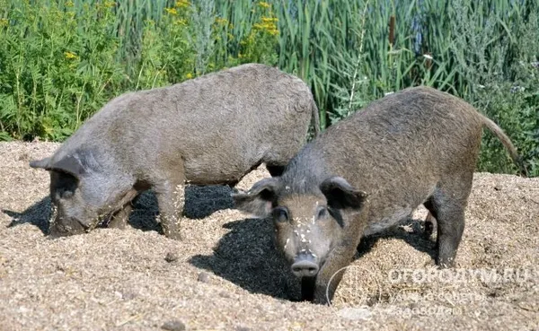Свиньи породы Мангалица: описание, характеристика, мнения животноводов. Рыжие поросята что за порода. 7