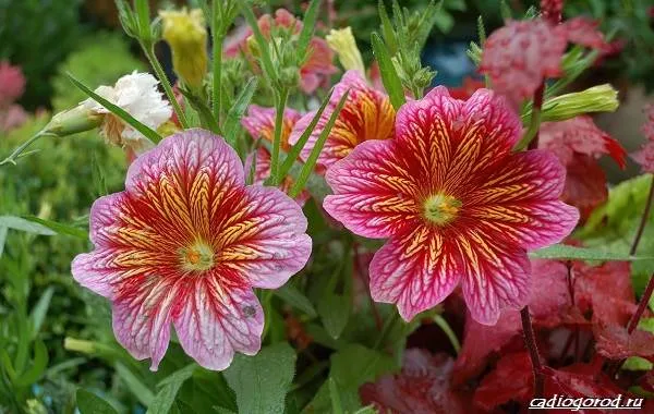 Сальпиглоссис-цветок-посадка-выращивание-и-уход-5