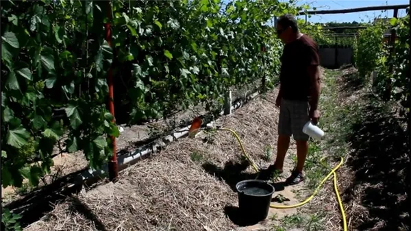 Как и чем правильно проводить подкормку винограда осенью