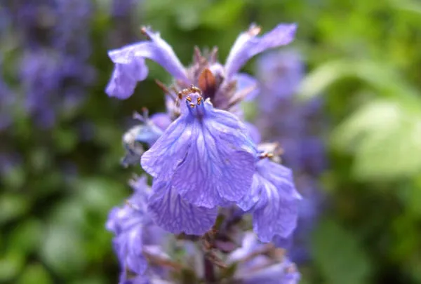 Цветок живучки ползучей. Фото автора