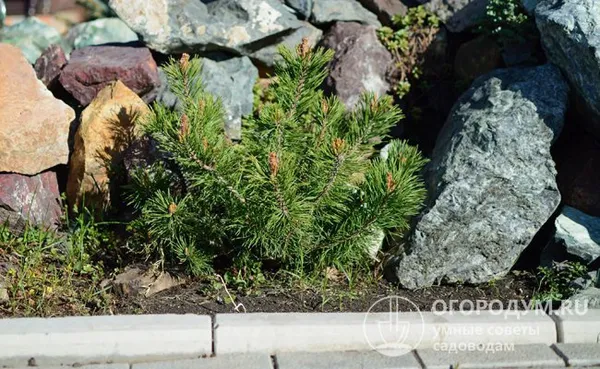 Отдельные представители вида Pinus mugo способны развиваться на одном месте до 1000 лет