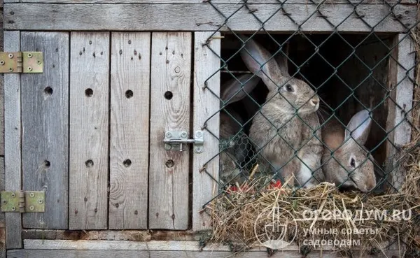Домики для кролика: особенности выбора, обустройства и размещения. Как сделать дом для кролика. 9