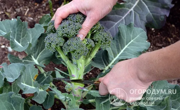 Выращивание капусты брокколи в открытом грунте. Как вырастить брокколи на огороде. 23